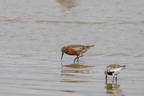 iNaturalist image