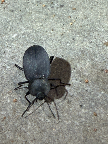 Embaphion contusum
