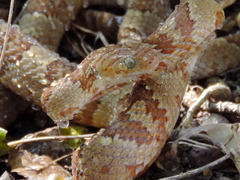 Trimorphodon paucimaculatus