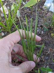 Plantago wrightiana
