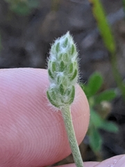 Plantago wrightiana