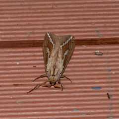 Abantiades argyrosticha