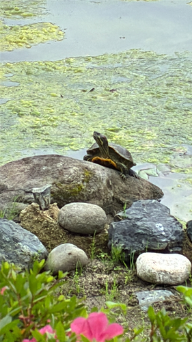 Pond Slider