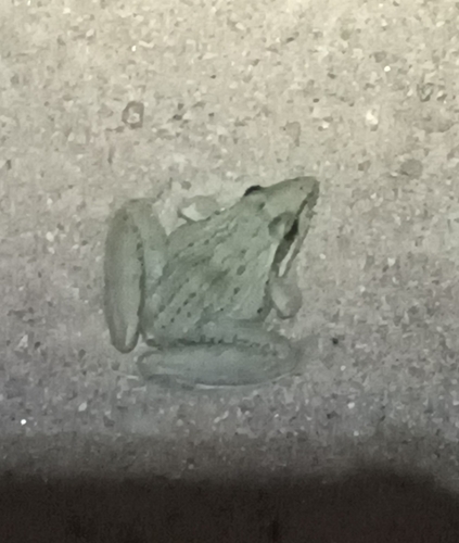 Anchieta's Ridged Frog