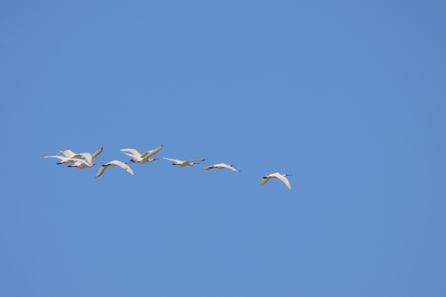 Eurasian Spoonbill