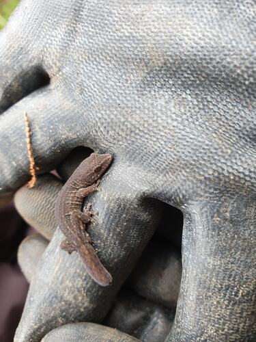 Central Uplands clawless geckos, Crenadactylus horni