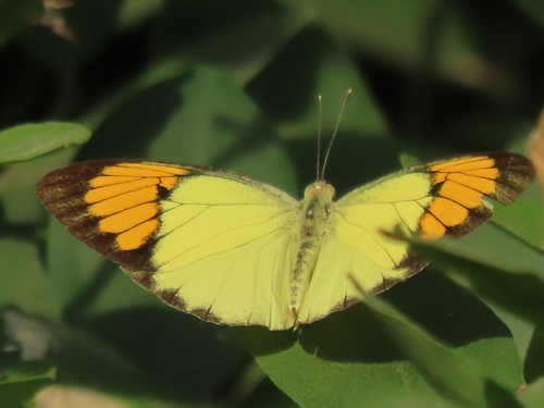 Yellow Orange Tip