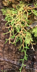 Selaginella oregana
