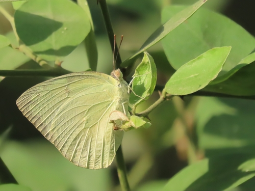 Lemon Migrant