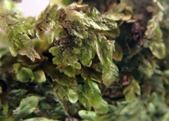 Orthorrhynchium elegans