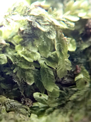 Orthorrhynchium elegans