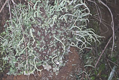 Cladonia corniculata