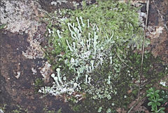 Cladonia humilis