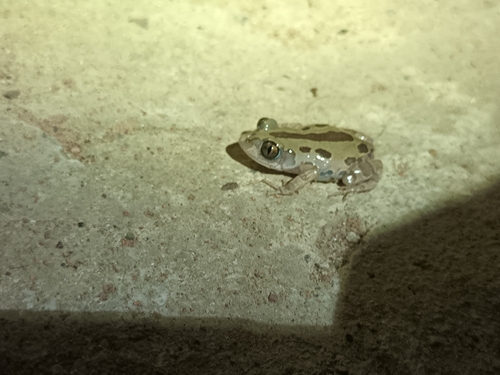 Senegal Running Frog