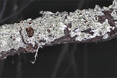 Flavoparmelia rutidota