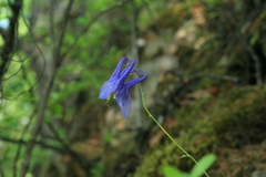 Aquilegia amurensis
