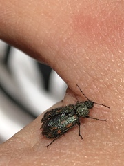 Astylus bourgeoisi