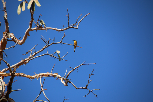 Little Bee-eater