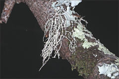 Usnea inermis