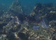 Chilomycterus reticulatus