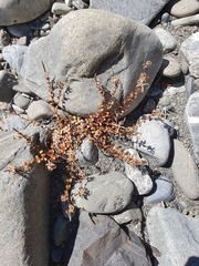 Epilobium microphyllum