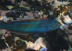 Halichoeres dispilus