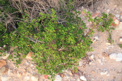 Searsia glauca