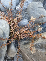 Epilobium microphyllum