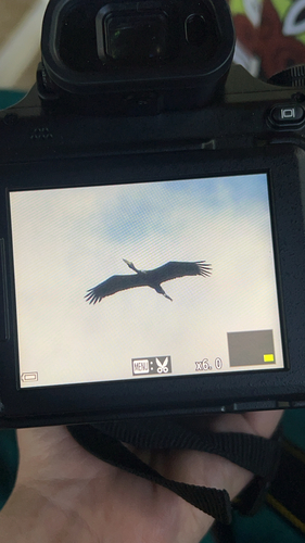 iNaturalist image