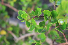 Searsia glauca
