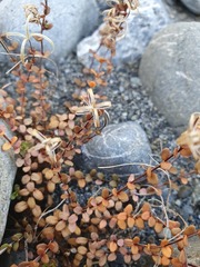 Epilobium microphyllum