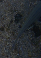 Haemulon scudderii