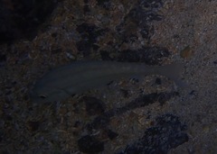 Haemulon scudderii