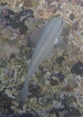 Haemulon scudderii
