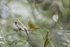 Perithemis tenera
