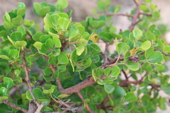 Searsia glauca
