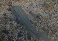 Haemulon scudderii