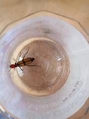 Tegrodera aloga