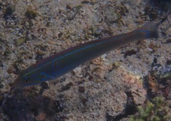 Halichoeres dispilus