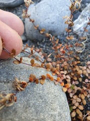 Epilobium microphyllum