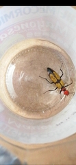 Tegrodera aloga