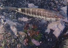 Serranus psittacinus