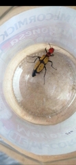 Tegrodera aloga