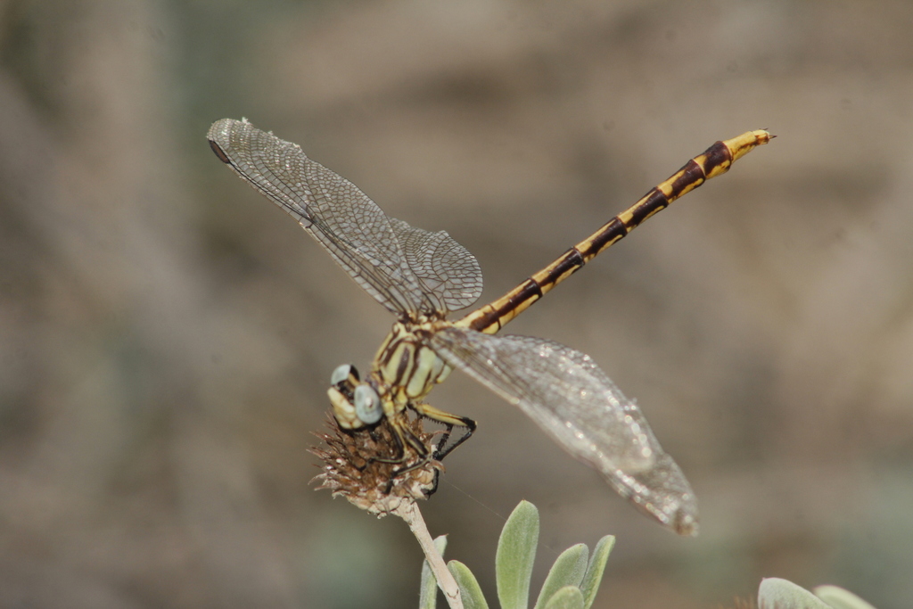 Sulphur-tipped Clubtail