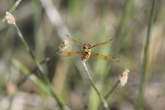 Perithemis intensa