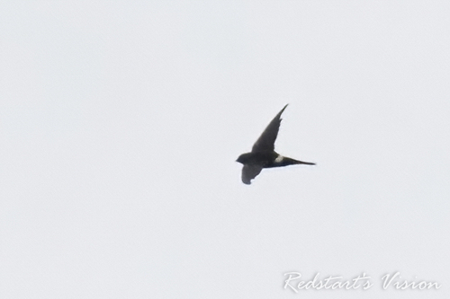 Pacific Swift