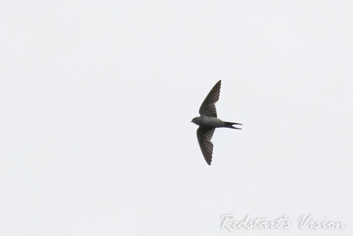 Eastern Red-rumped Swallow