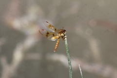 Perithemis intensa