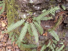 Polystichum craspedosorum