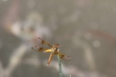 Perithemis intensa